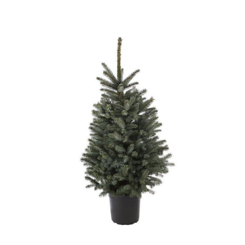 molid-albastru-picea-pungens-diamond-inaltime-100-125cm-5711749015440_1_1000x1000.JPG