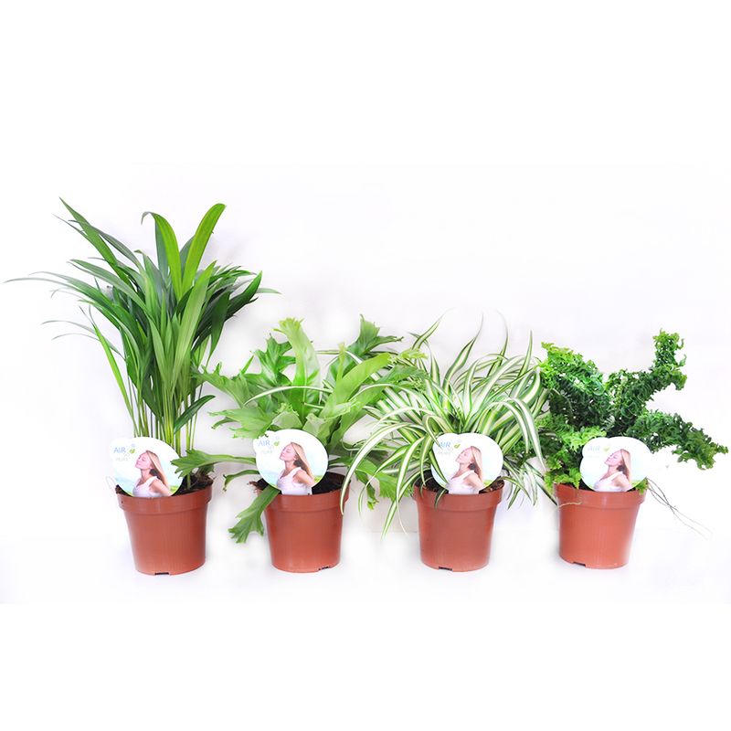 planta-decorativa-house-plant-air-so-pure-mix-diverse-sortimente-8862212423710.jpg