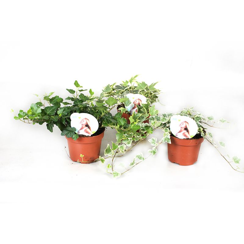 planta-decorativa-hedera-helix-gemengd-diverse-sortimente-8862221467678.jpg