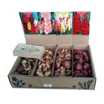 bulbi-vrac-gladiole-xxl-8954535542814.jpg