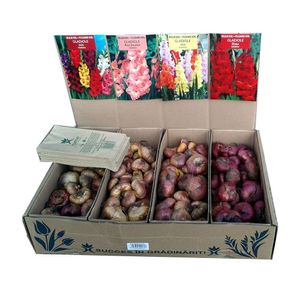 Bulbi gladiole XXL