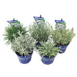 planta-decorativa-silverland-8915161874462.jpg
