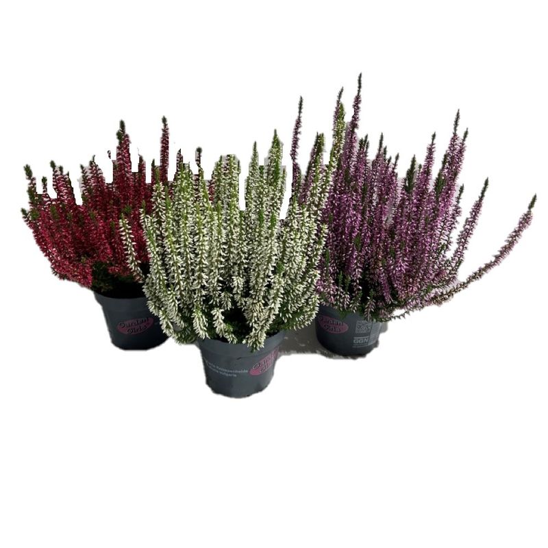 planta-decorativa-calluna-vulgaris-4011261001077_1_1000x1000.jpg