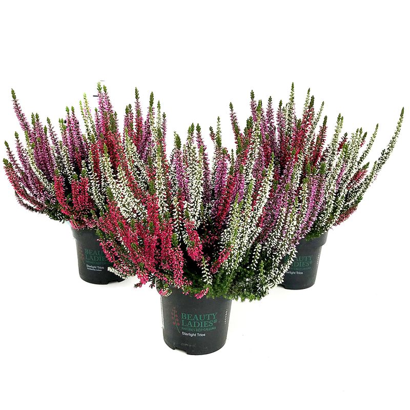 planta-decorativa-calluna-vulgaris-beauty-trio-starlight-8915162923038.jpg