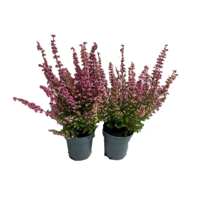 planta-decorativa-erica-gracilis-red-1619-4011261009523_1_1000x1000.jpg