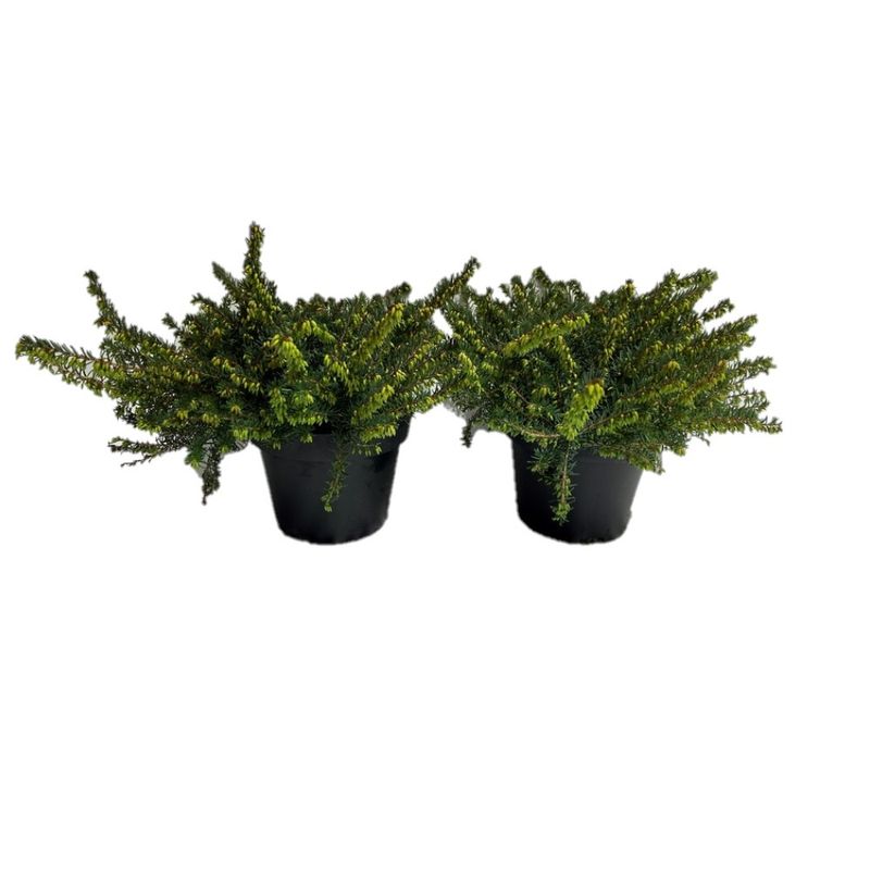 planta-decorativa-erica-darleyensis-red-10-12-4011261001947_1_1000x1000.jpg