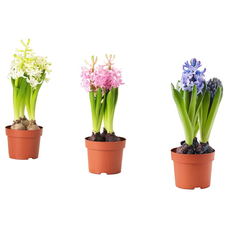 planta-hyacinthus-cu-3-bulbi-12-cm-8895131942942.jpg