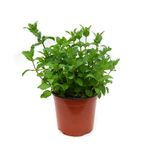 menta-marocana-in-ghiveci-8894048829470.jpg
