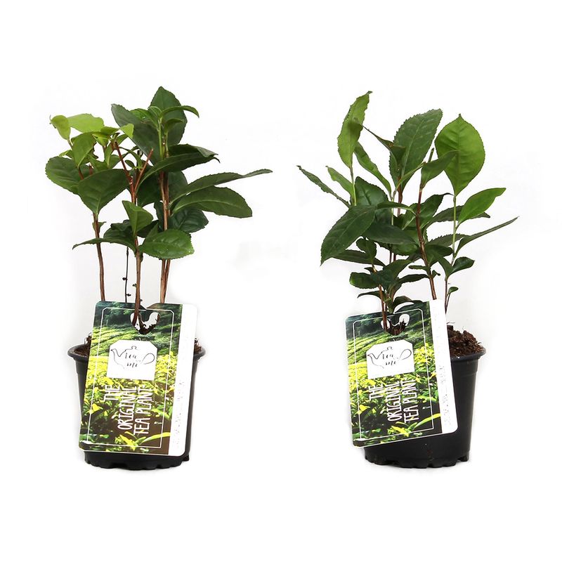 planta-de-ceai-camellia-sinensis-in-ghiveci-8894049878046.jpg