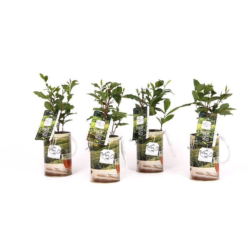 planta-de-ceai-camellia-sinensis-in-ghiveci-metalic-8894048305182.jpg