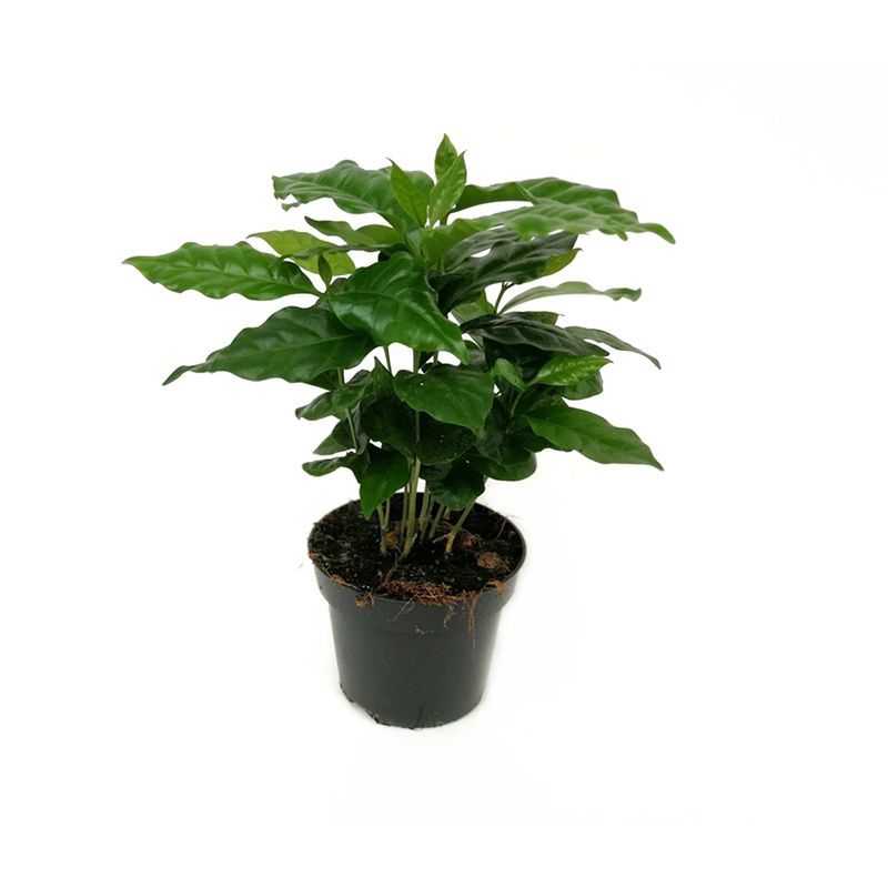 planta-de-cafea-arabica-in-ghiveci-de-plastic-8894049353758.jpg