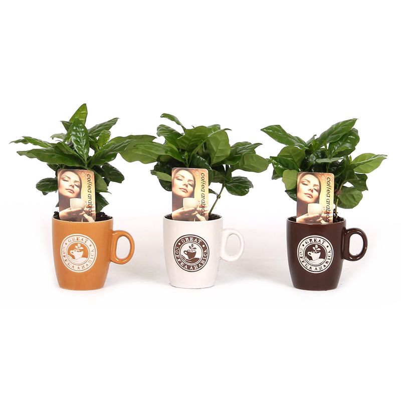 planta-de-cafea-in-ghiveci-ceramic-8894051975198.jpg