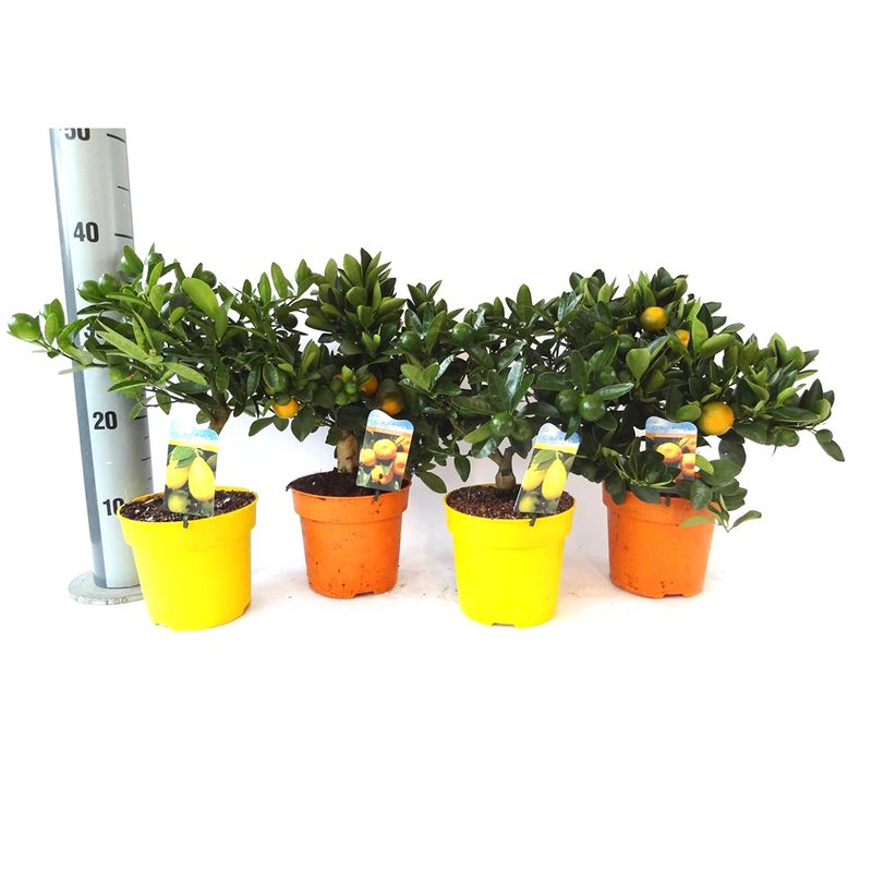 plante-citrice-diverse-sortimente-8894051713054.jpg