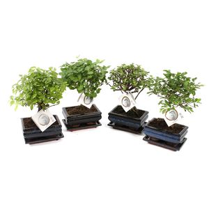 Bonsai in ghiveci ceramic