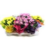 planta-in-ghiveci-chrysanthemum-rondella-diverse-culori-8903347470366.jpg