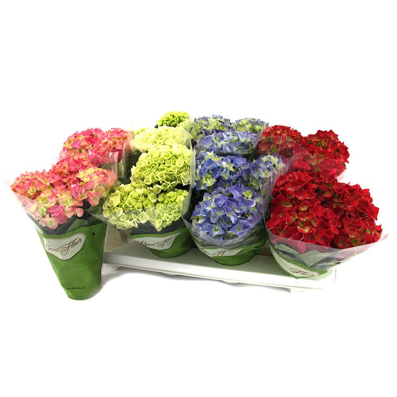 planta-iin-ghiveci-hydrangea-diverse-culori-8903347208222.jpg