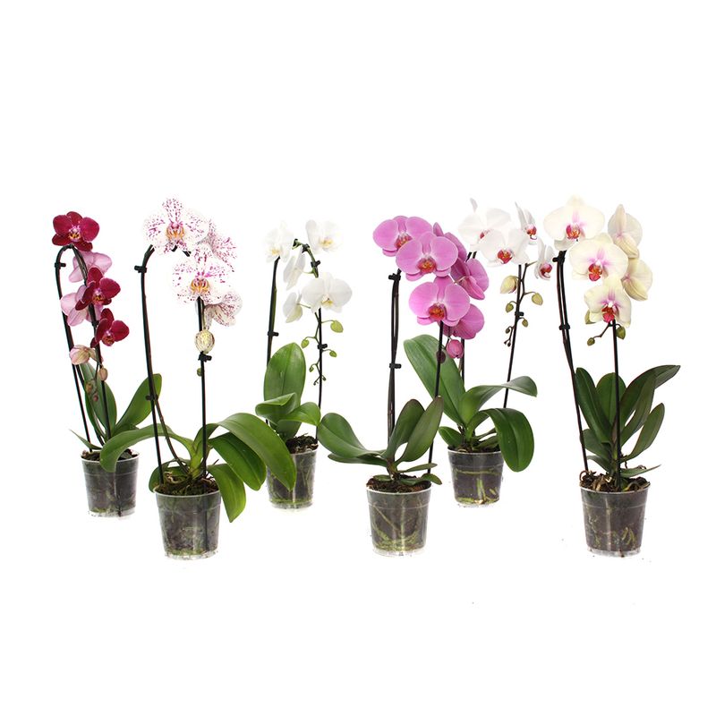 orhidee-phalaenopsis-cascade-in-ghiveci-diverse-culori-8903359791134.jpg