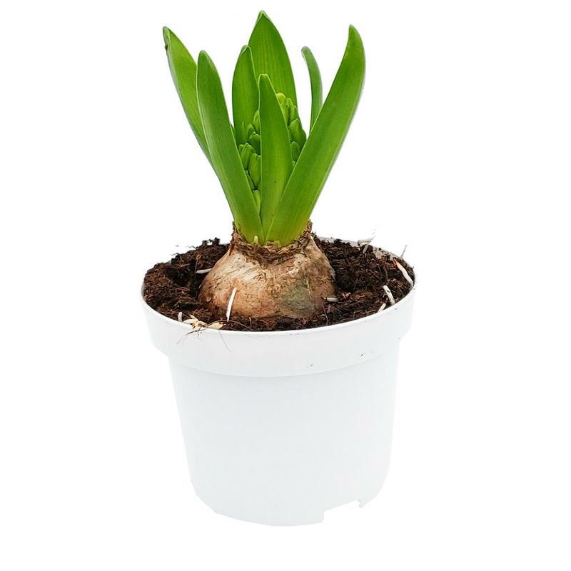 planta-hyacinthus-11-cm-8954594295838.jpg