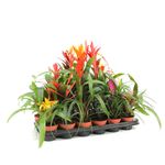 bromelia-mix-8914718654494.jpg