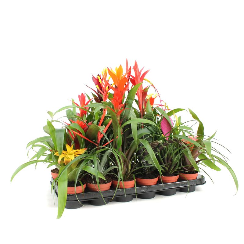 bromelia-mix-8914718654494.jpg