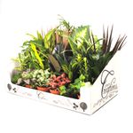 plante-verzi-de-interior-divere-sortimente-8862213308446.jpg