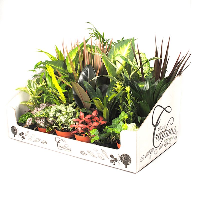 plante-verzi-de-interior-divere-sortimente-8862213308446.jpg
