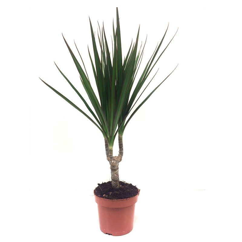 planta-dracena-marginata-12-x-45-cm-8895136661534.jpg