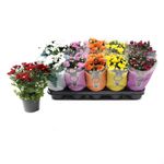 mix-crizanteme-12-x-27-cm-7-culori-8895131156510.jpg