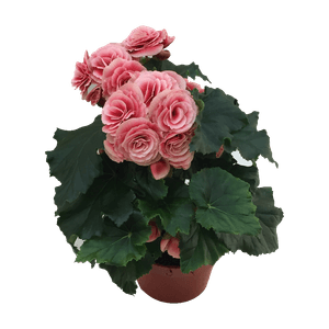 Planta de interior Begonia Borias