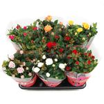 planta-decorativa-rosa-mix-trandafir-8914720096286.jpg