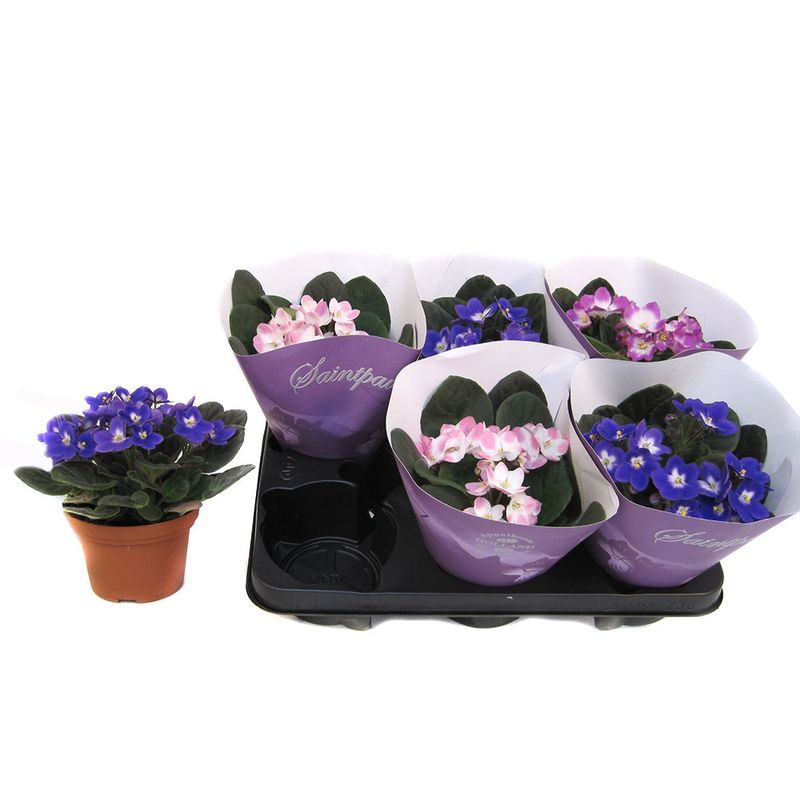 planta-decorativa-in-ghiveci-saintpaulia-mix-violeta-africana-8902723567646.jpg
