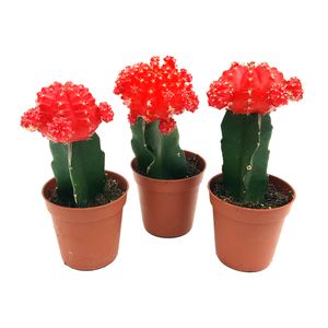 Planta decorativa de interior Gymnocalycium