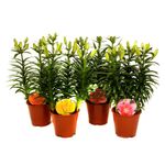 planta-decorativa-in-ghiveci-lilium-aziatische-mix-crin-8902721470494.jpg