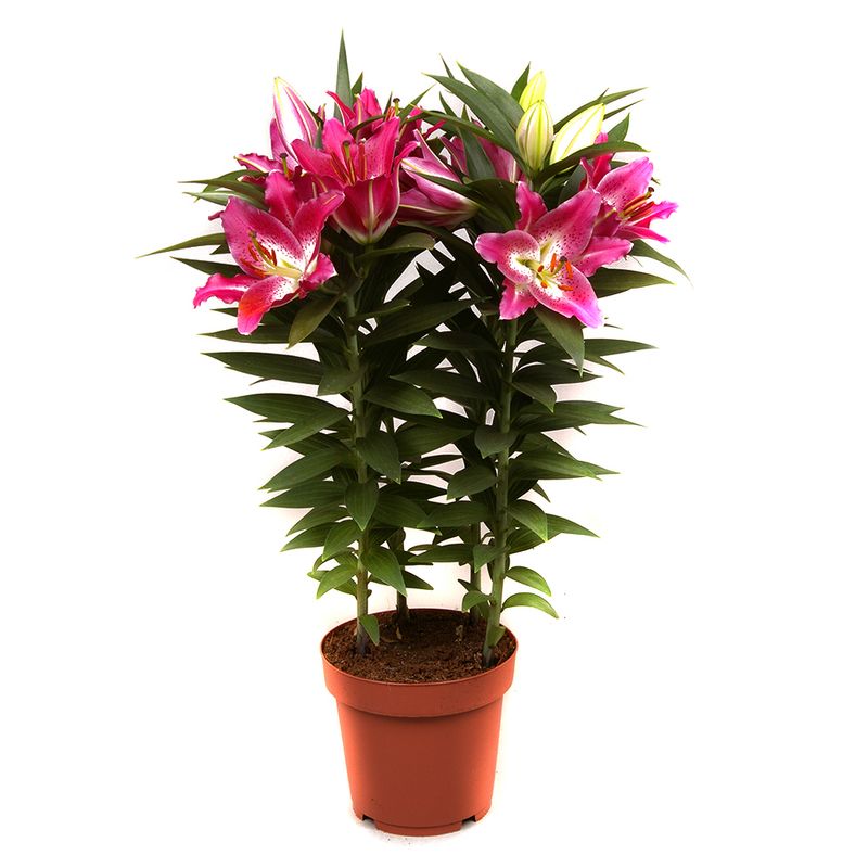 planta-decorativa-lilium-stargazer-crin-regal-8914723897374.jpg