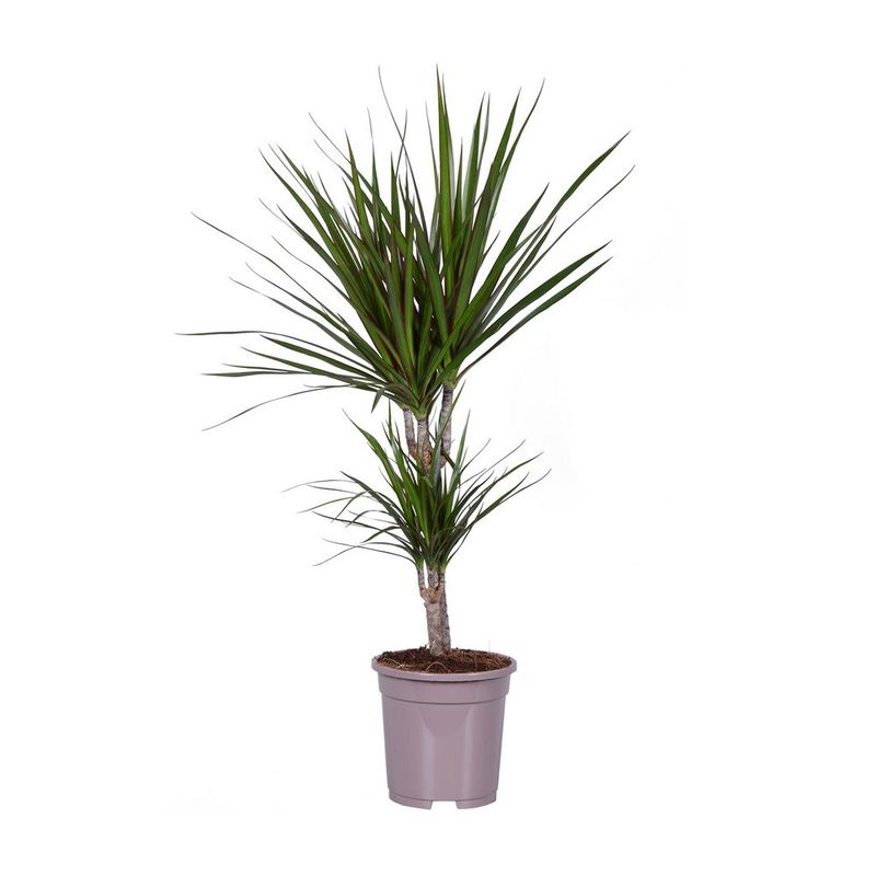 planta-in-ghiveci-dracaena-marginata-toef-9470889918494.jpg