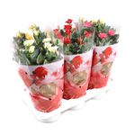 mix-trandafiri-17-x-45-cm-8895133777950.jpg