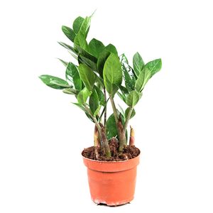 Planta decorativa de interior Zamioculcas zamiifolia