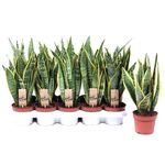 planta-decorativa-de-interior-sansevieria-laurentii-8862217109534.jpg