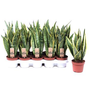 Planta decorativa de interior Sansevieria Laurentii