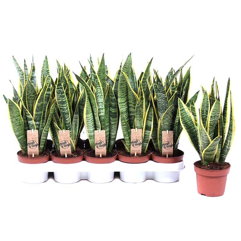 planta-decorativa-de-interior-sansevieria-laurentii-8862217109534.jpg