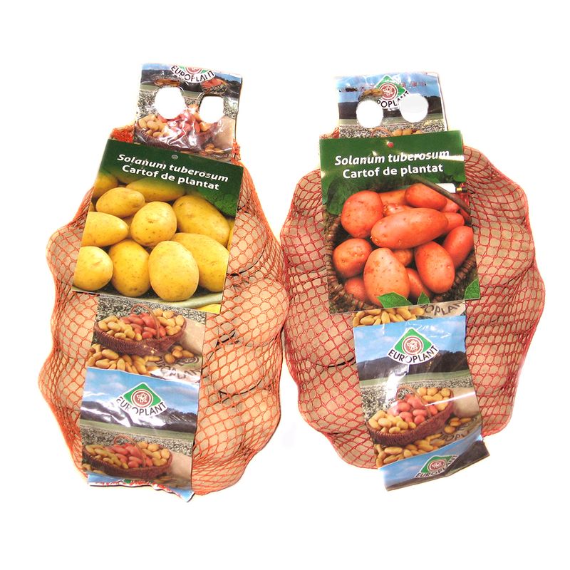 cartofi-de-plantat-25-tuberculi-8899374415902.jpg