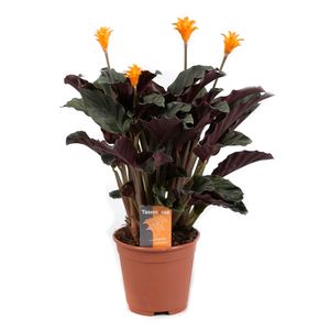 Floare in ghiveci Calathea Crocata 14 x 45 cm