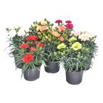 planta-decorativa-in-ghiveci-dianthus-mix-8902721208350.jpg