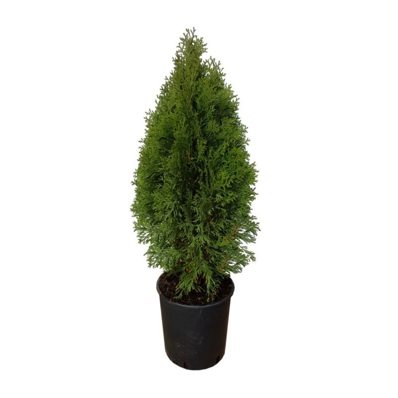 planta-in-ghiveci-thuya-5l-80cm-5310252000075_1_1000x1000.jpg