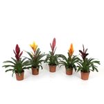 vriesea-mix-8914720358430.jpg