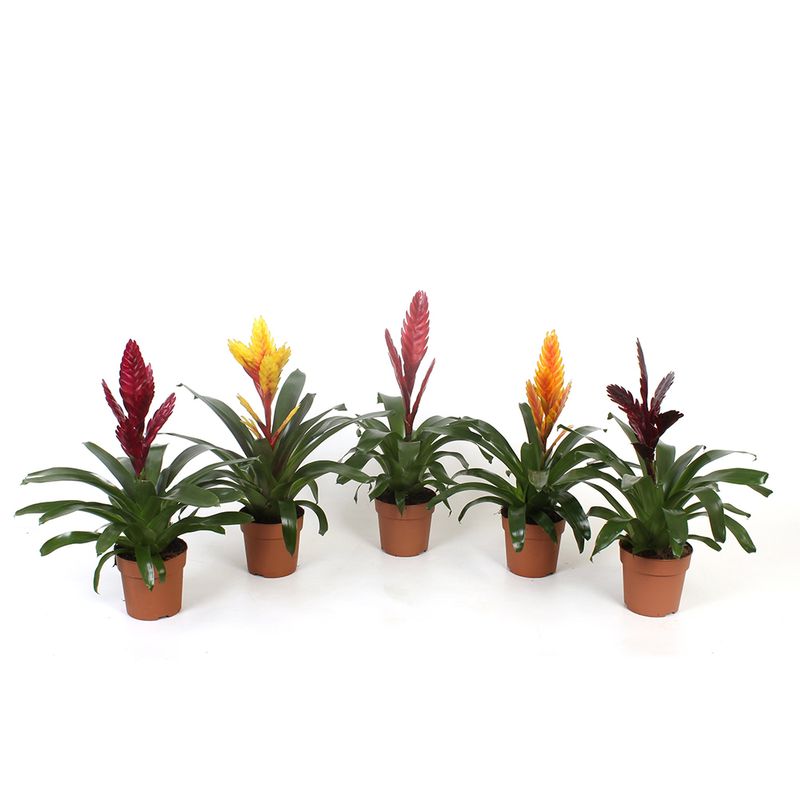 vriesea-mix-8914720358430.jpg
