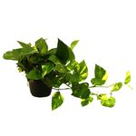 planta-decorativa-de-interior-epipremnum-aureum-8862216192030.jpg
