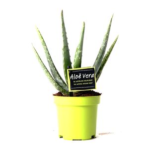 Planta decorativa de interior Aloe Vera