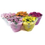 planta-decorativa-crizantema-8914723635230.jpg
