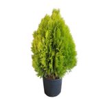 planta-in-ghiveci-thuya-7l-80cm-5310252001324_1_1000x1000.jpg